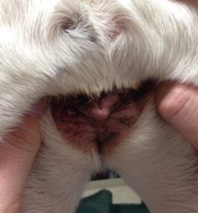 brown discoloration around dog's perivulvar area