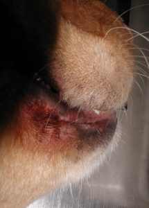 redness of skin and brown discoloration around a dog's lip folds