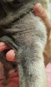 seborrheic dermatitis on dog's leg shown by white flakes