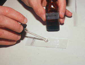immersion oil being dropped onto glass slide with pipette