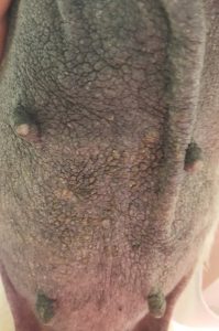 lichenified skin shown by thick, leathery texture and redness on stomach area