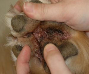 open wounds on the bottom of a dog's paw