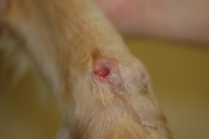 dog with Cutaneous-lymphatic; round, red nodule