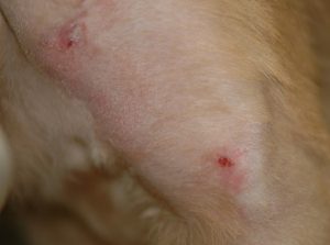dog with Cutaneous-lymphatic; round, red nodules on stomach