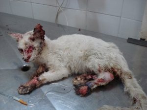 white cat laying on floor; lesions on legs, tail, and face; signs of skin necrosis