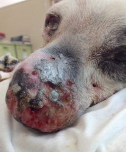 lesions on dog's nose; signs of skin necrosis