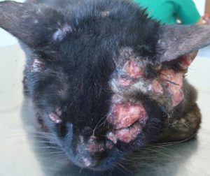 lesions on right side of black cat's face