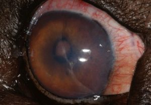 inflammation of dog's eye and redness - characteristic of anterior uveitis