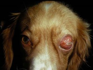 sign of dissemination in dog's right eye
