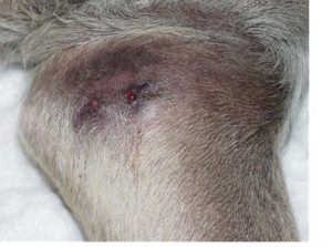 skin lesion on dog's leg