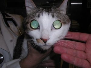 cat with cloudy blue-green eyes