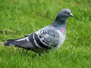 pigeon standing on grass
