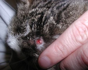 red lesion on cat's head