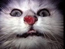 red polyp-like mass on a white cat's nose
