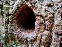 tree hollow