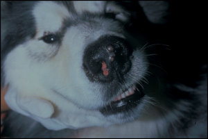 ulcer in dog's nose