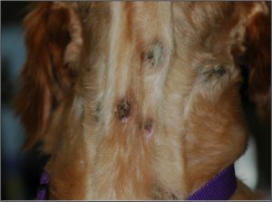 Cutaneous vasculitis