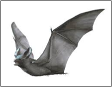 black bat with wings spread out