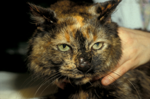 black lesion on black-orange cat's nose