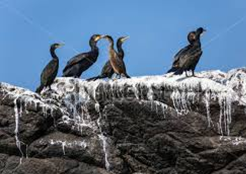 group of birds on rock covered with bird feces
