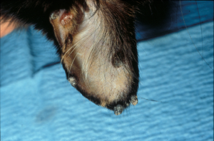 lesion on cat's inner ear
