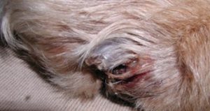 Primary cutaneous inoculation