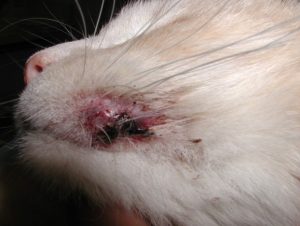 lesion on upper left corner of cat's mouth