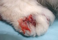 lesion on cat's paw