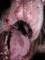 red lesions on planum nasal area