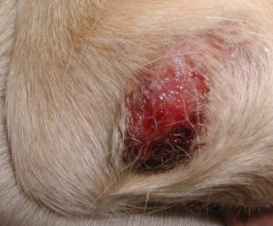 red lesion surrounded by beige hair
