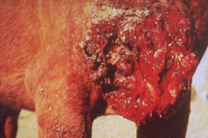 circular, ulcerative lesions with a serosanguineous discharge on horse's chest