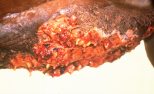 red-yellow-orange coral-like body on abdomen
