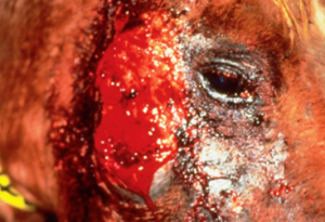 circular, ulcerative lesions with a serosanguineous discharge on side of horse's face
