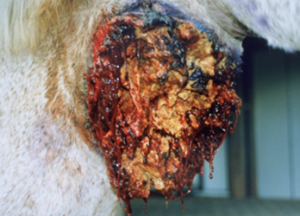 circular, ulcerative lesions with a serosanguineous discharge on horse's neck
