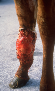 swelling and red lesions on ankle