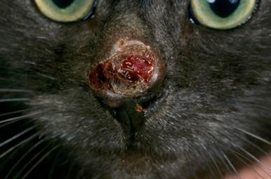 Ulcerated nodule on the nasal planum of a cat with phaeohyphomycosis caused by Alternaria sp