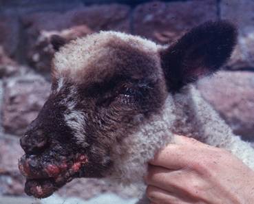 Multple coalescing crusty and eroded/ulcerative nodules on the peri-oral region of a lamb with contagious viral pustular dermatitis, also known as ORF.
