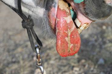 Coalescing ulcers spanning most of the tongue of an adult paint mare with versicular stomatitis.