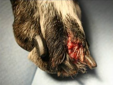Ill-defined nodule draining a hemorrhagic exudate on the digit of a dog with eumycotic mycetoma caused by Curvularia spp.