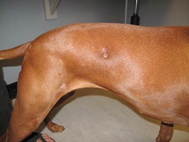 Multiple dermal to subcutaneous nodules on the trunk and legs of a dog with phaeohyphomycosis.