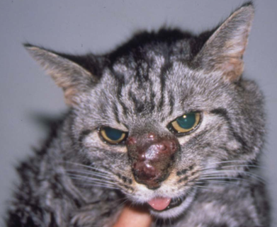 Multiple nodules on the nose of a cat with phaeohyphomycosis.