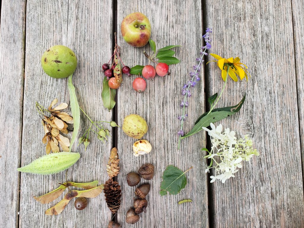 Fruits, seeds, and flowers on a table.