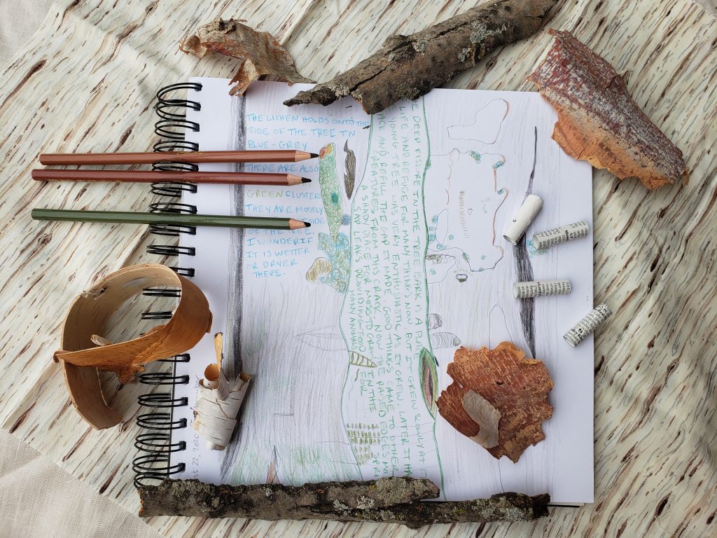 November nature journal page featuring close drawings of my adopted Silver Maple, various pieces of park, and “bark beads” made from paper.