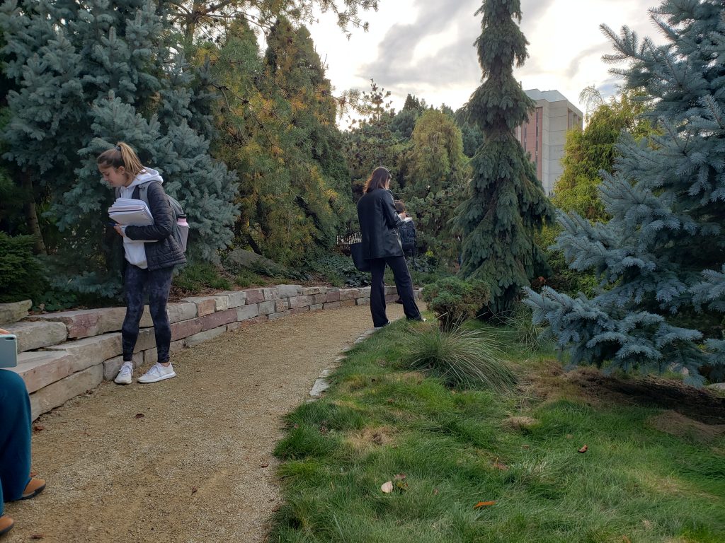 Landscape Architecture students sketching conifer trees.