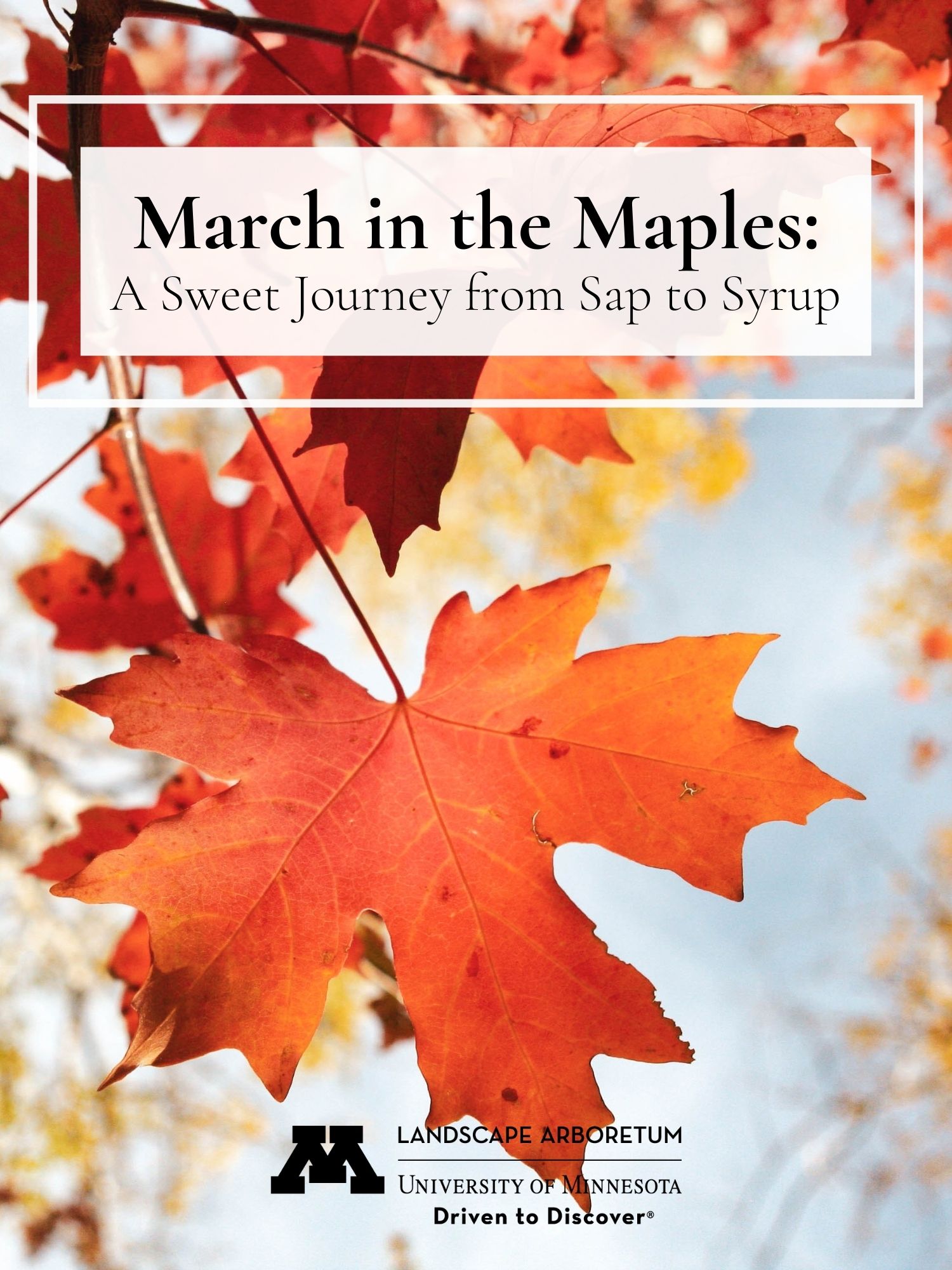 March in the Maples Pressbook cover