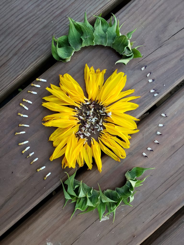 Sunflower mandala