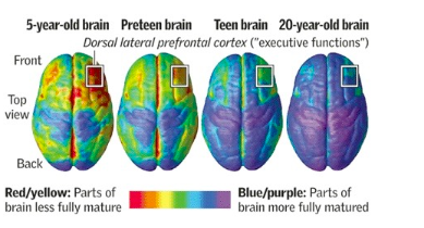 Neuro imaging scan of brains at different ages.