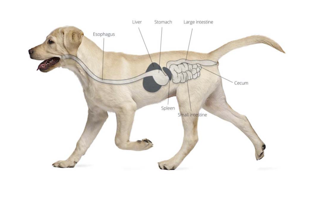 What Happens When Dogs Eat Raw Meat? Exploring GI Physiology and Raw