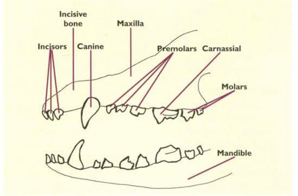 What Happens When Dogs Eat Raw Meat? Exploring GI Physiology and Raw