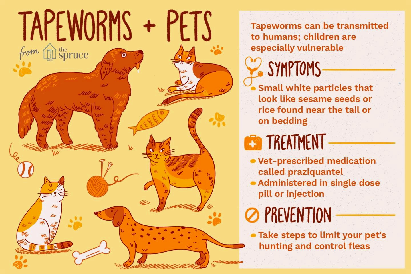 Do The Worm! – Lesson plans for GI physiology topics